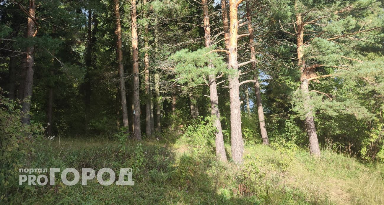 В Марий Эл нашли новый способ выводить из леса заблудившихся грибников