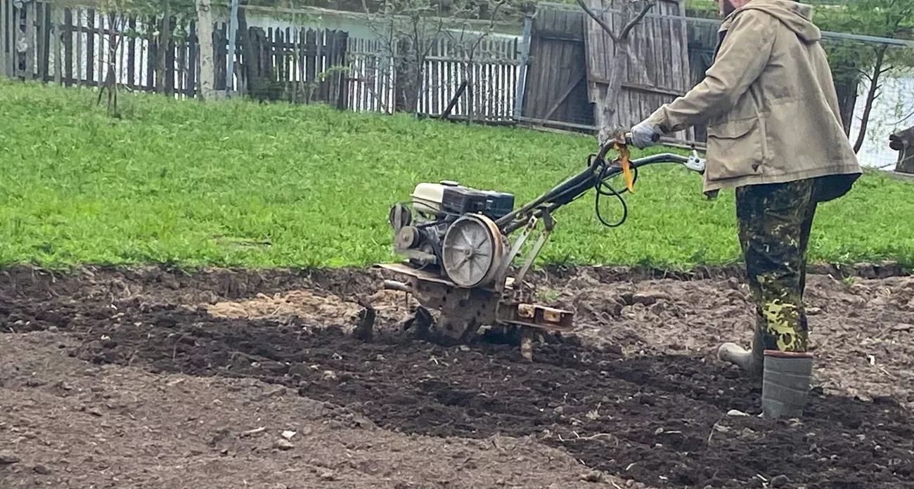 Забудьте горчицу и фацелию: этот сидерат делает почву в разы рыхлее червей и плодороднее любых удобрений