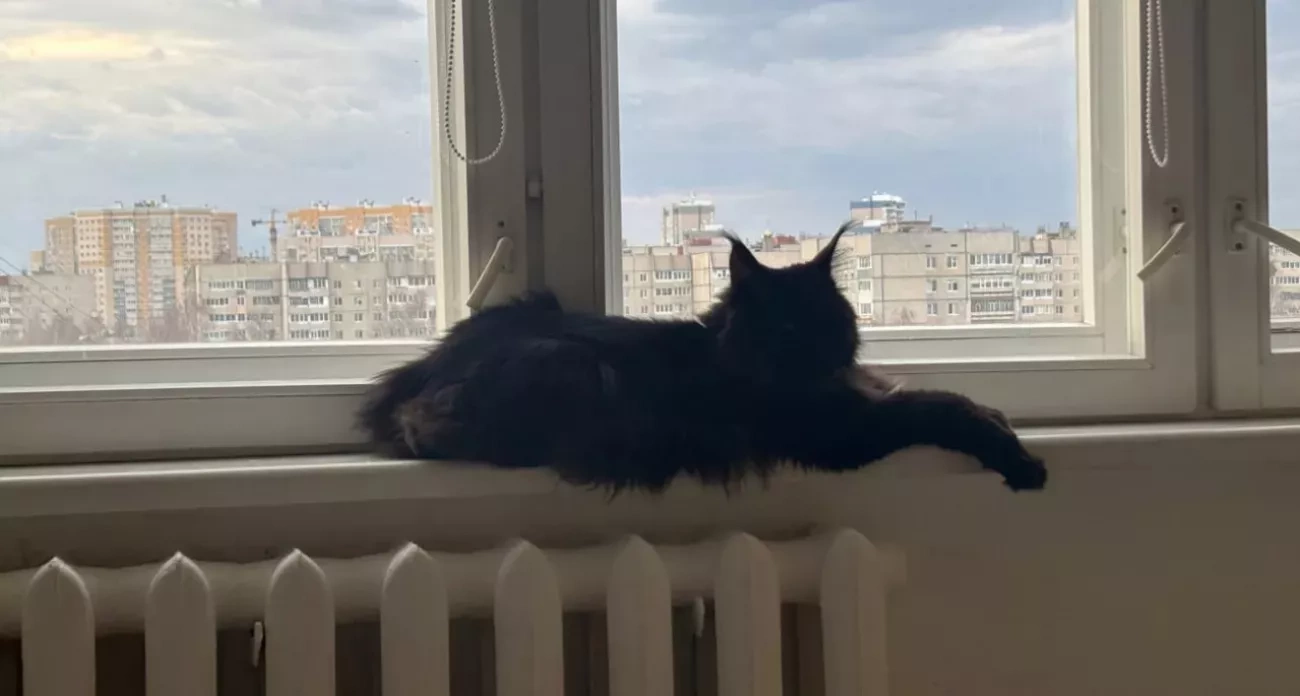 Эти породы кошек скрывают страшную тайну: проверьте, не ваша ли любимица в списке обреченных