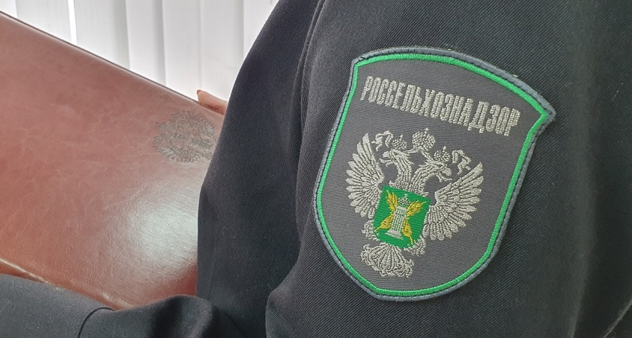 Жительницу Марий Эл заставили убрать труп питомца, похороненного на улице