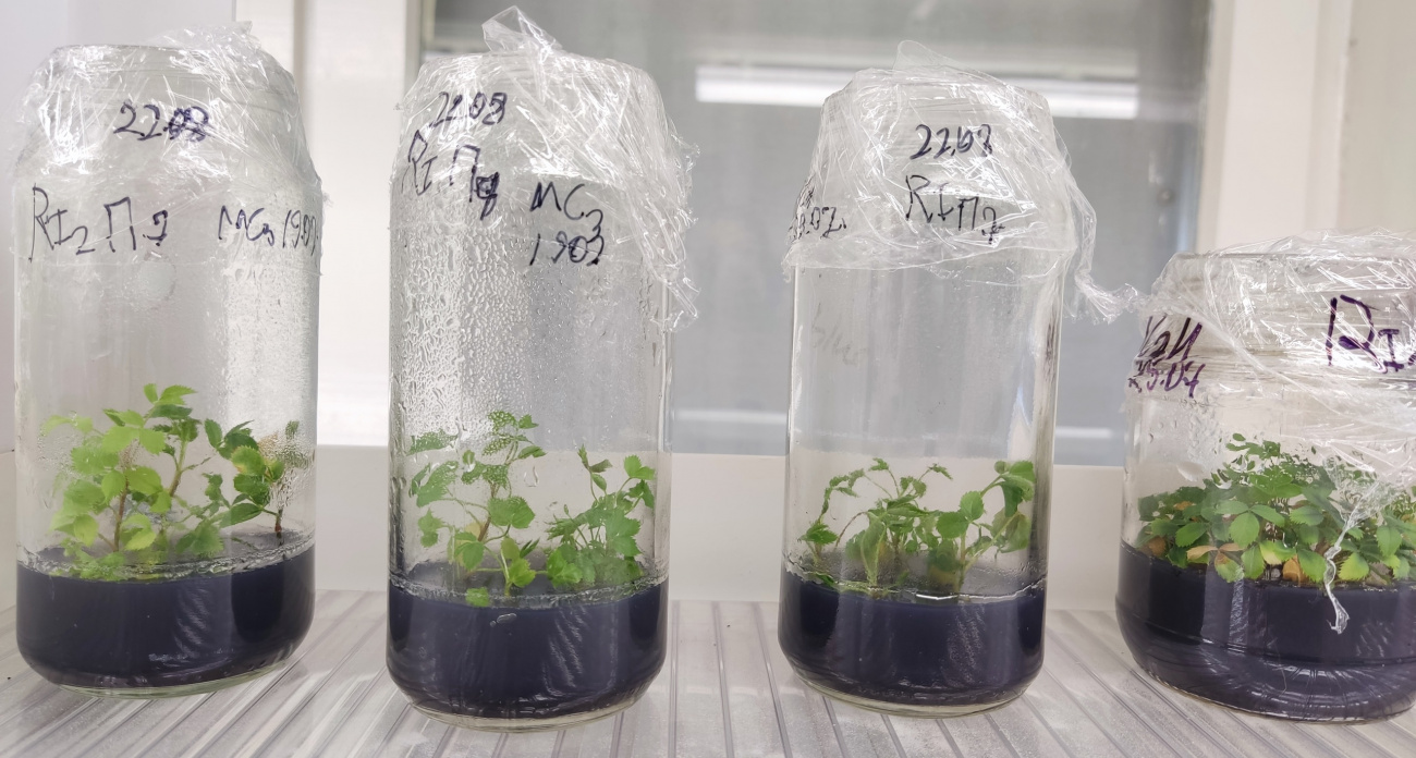 Ученые в Йошкар-Оле размножают сирень и орхидеи методами из фантастических фильмов