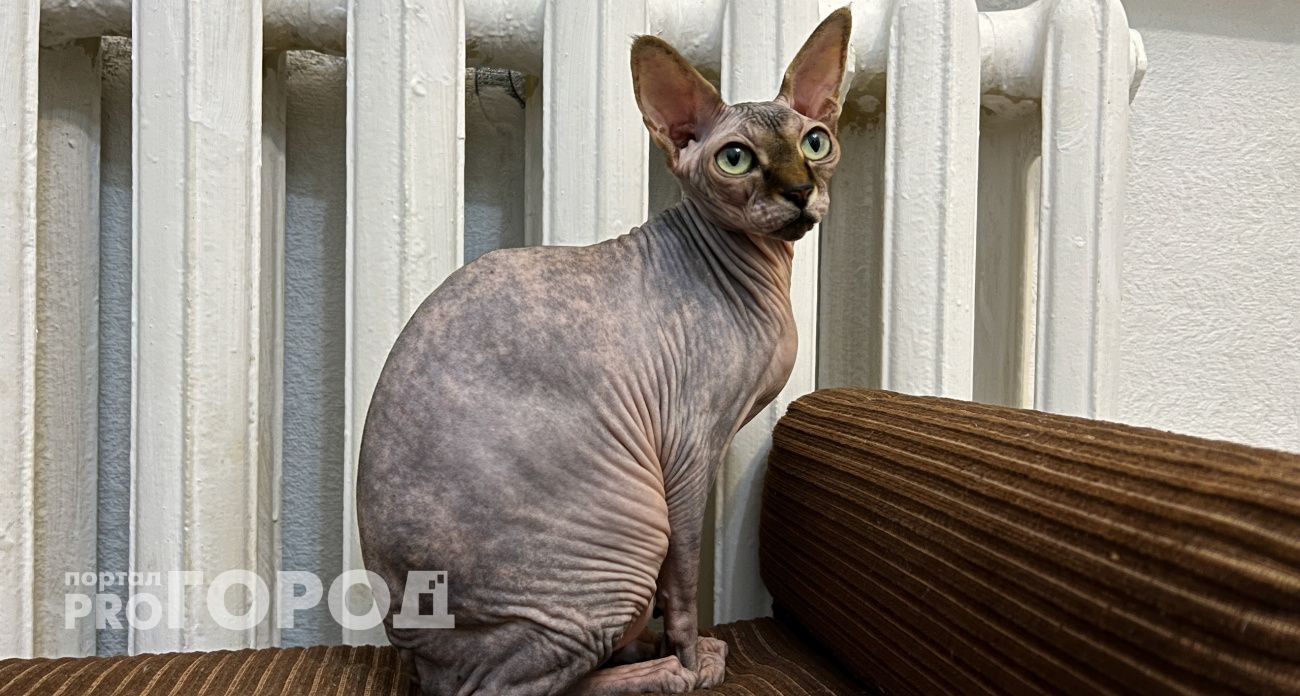 Когда начнется отопительный сезон в Йошкар-Оле, рассказал Трудинов