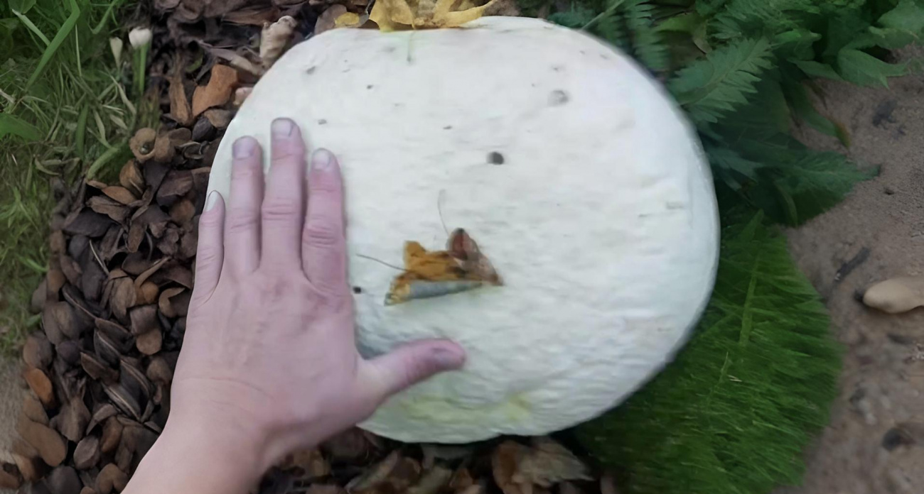 Загадочные белые шары нашли в лесу Медведевского района