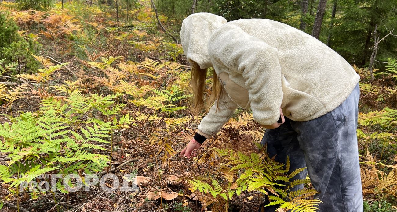 Грибников будут задерживать и проверять: новый закон официально ввел Рослесхоз
