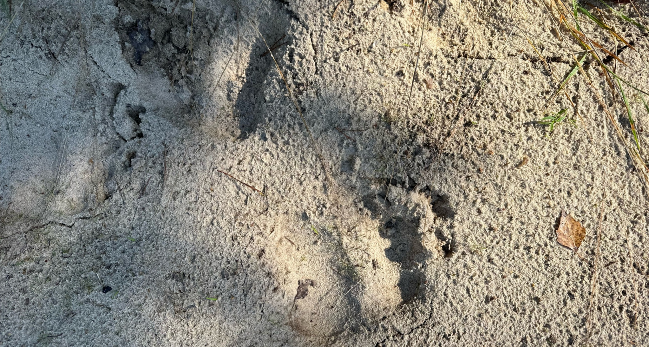 Семью медведей заметили у деревни в Килемарском районе