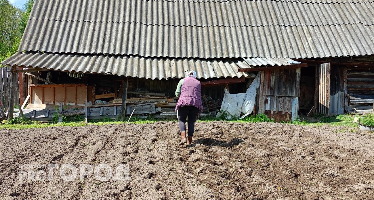 Забудьте горчицу и фацелию: этот сидерат делает почву в сентябре плодородней чернозема