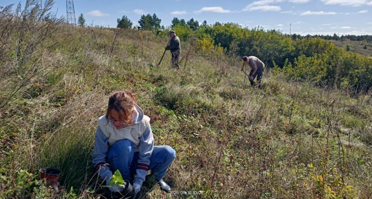  Рядом с марийской деревней высадили два вида редких растений
