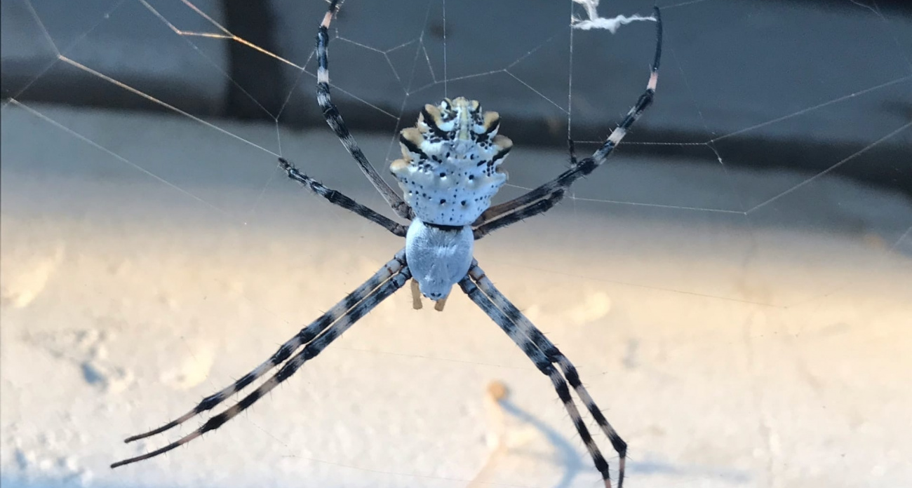 Новый вид ядовитых пауков из Северной Африки нашли в Марий Эл