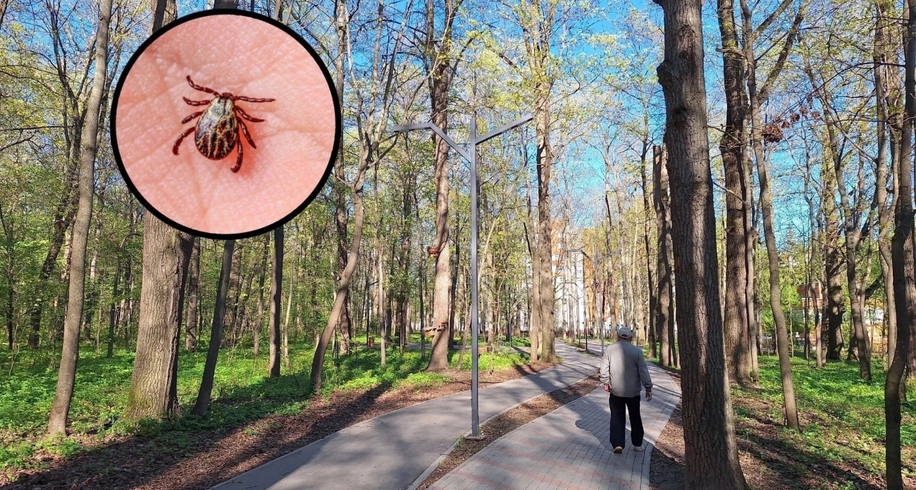 Клещи задержались в Марий Эл из-за аномальной погоды