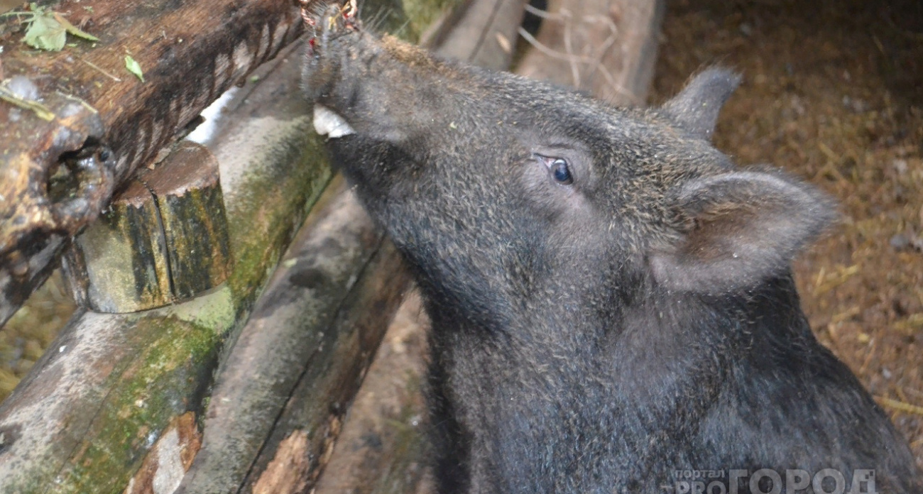 Лосей и кабана убили преступники в Марий Эл