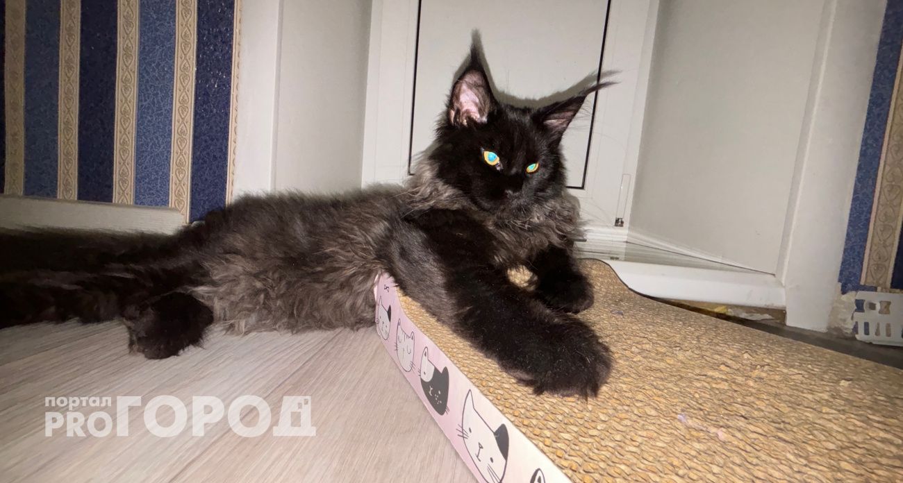 Сколько раз в день нужно кормить кошку: запомните один раз и на всю жизнь