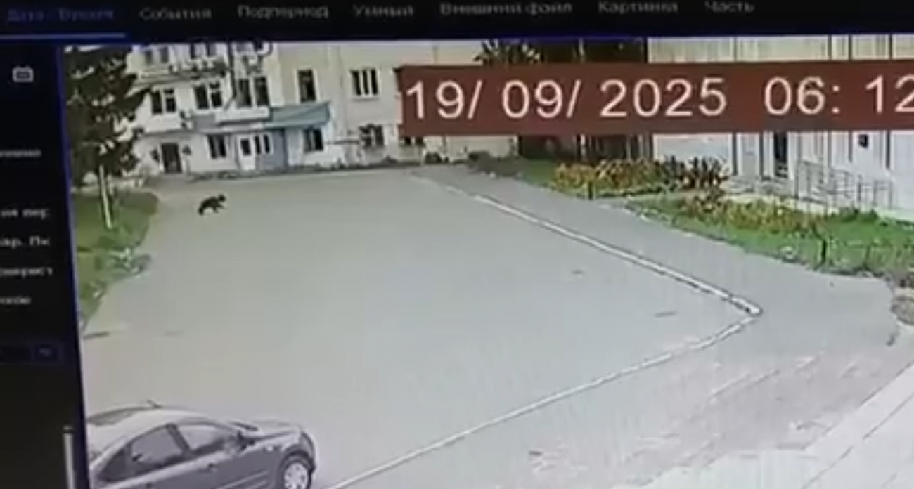 Медвежонка заметили на улицах Козьмодемьянска: видео