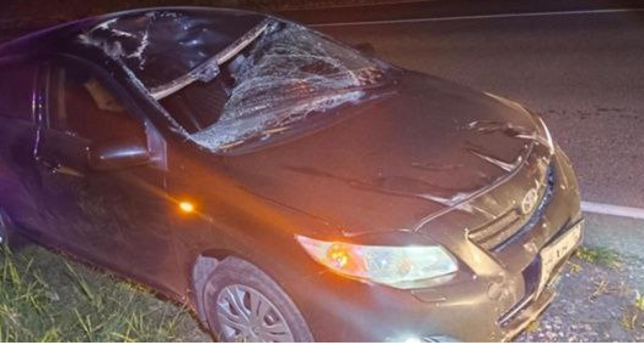 Лось внезапно выбежал на темную трассу под колеса иномарки