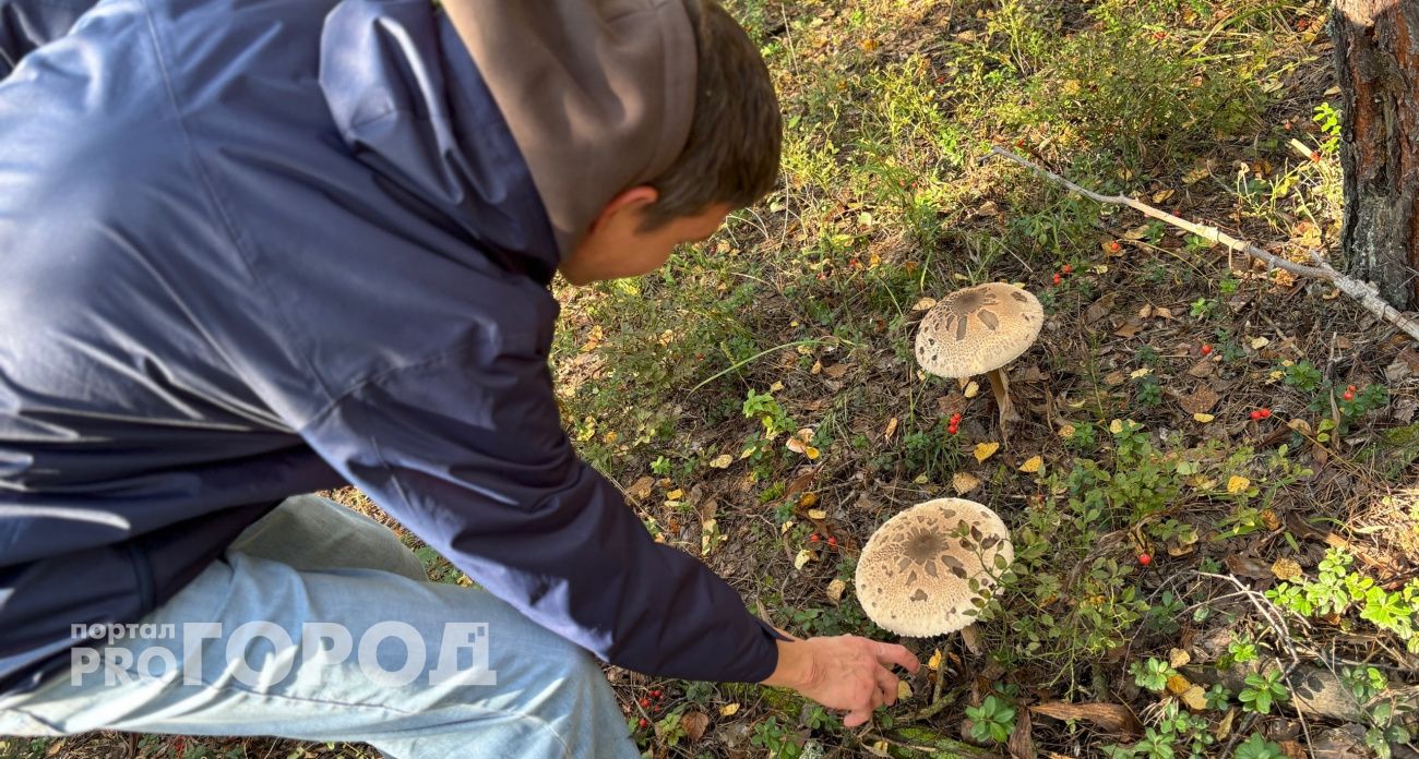Грибников будут ловить и проверять прямо в лесу: Рослесхоз объявил официально