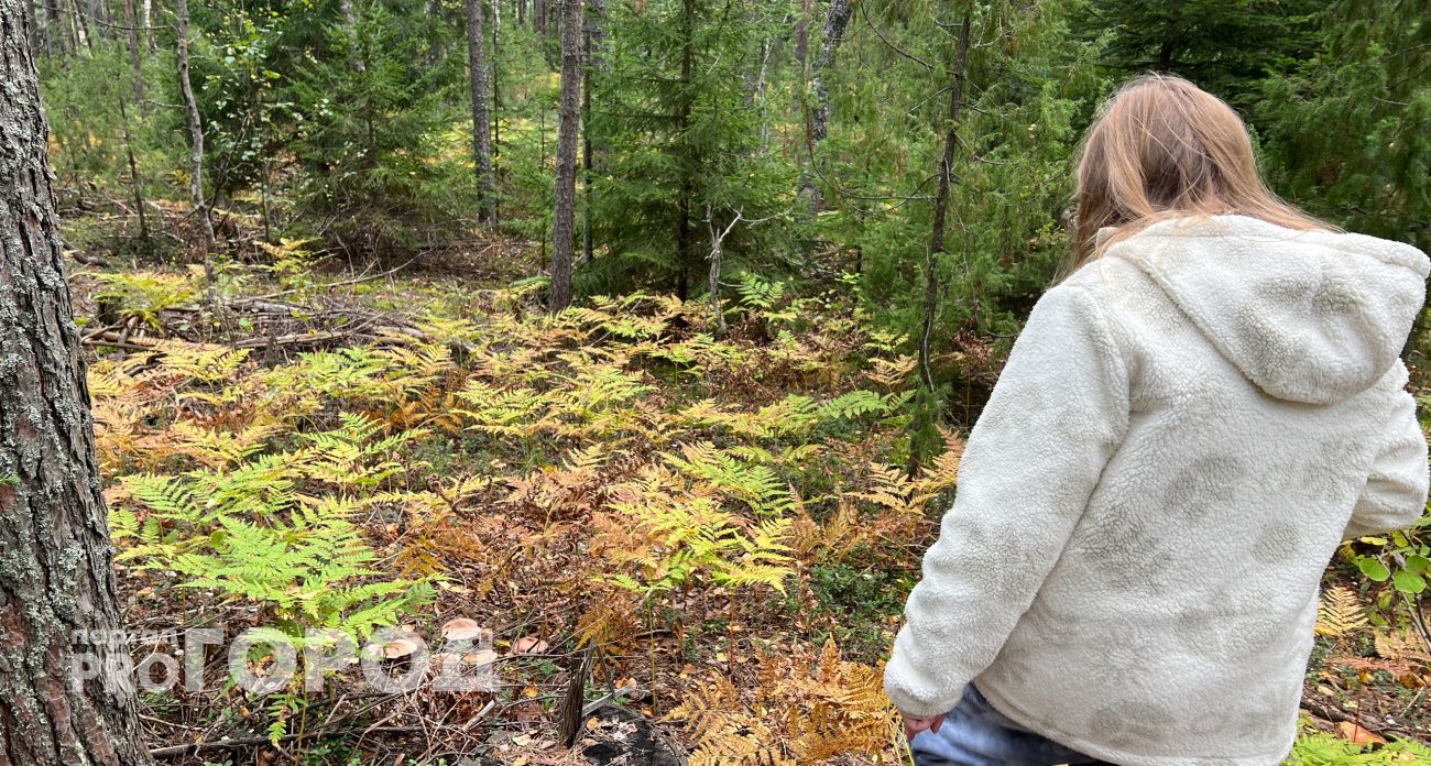 Грибников будут отлавливать и проверять на месте: Рослесхоз объявил о новом решении