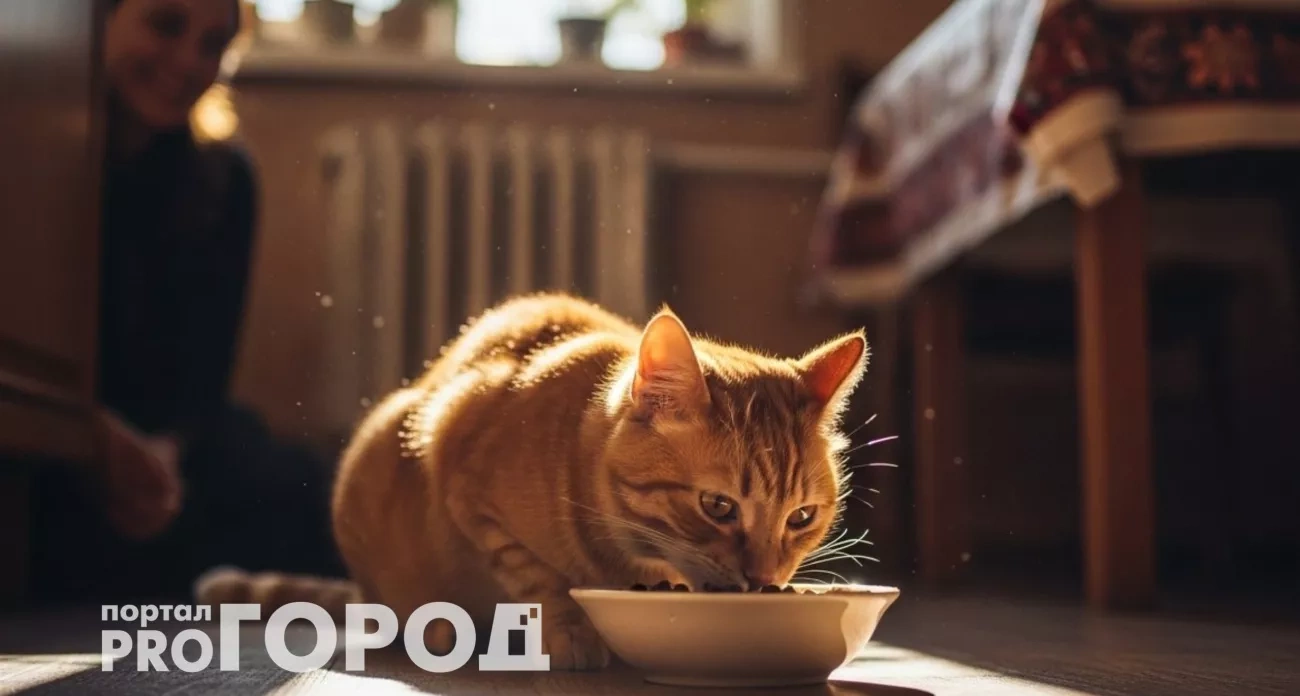 Ветеринары скрывают главную ошибку в кормлении кошек — она сокращает жизнь на годы