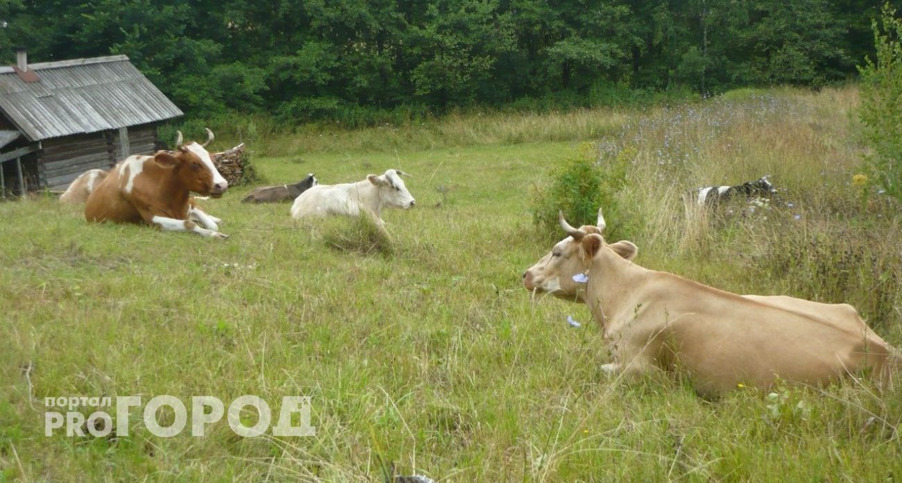 Деревню в Марий Эл закрыли из-за опасного заболевания