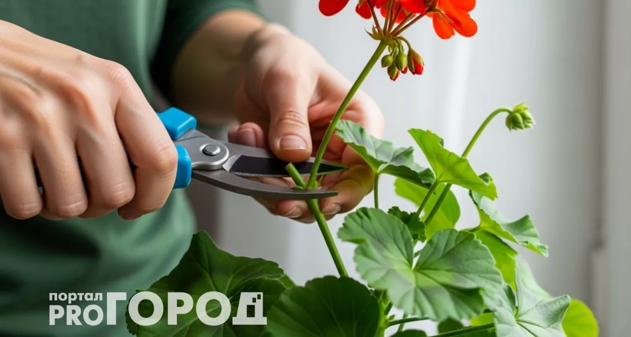 Садоводы скрывают этот метод: простая формула превращает вытянутую герань в роскошный куст за 28 дней