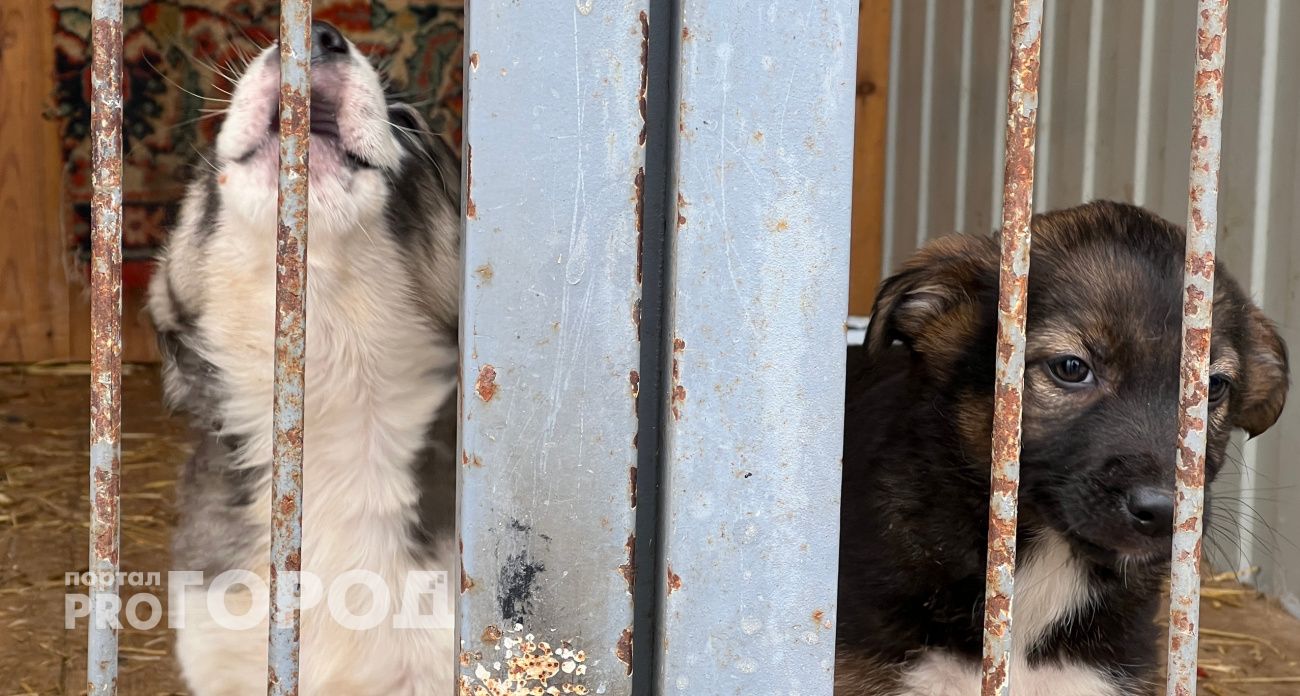 888 собак незаконно поселили на марийской свиноферме и не отпускали гулять