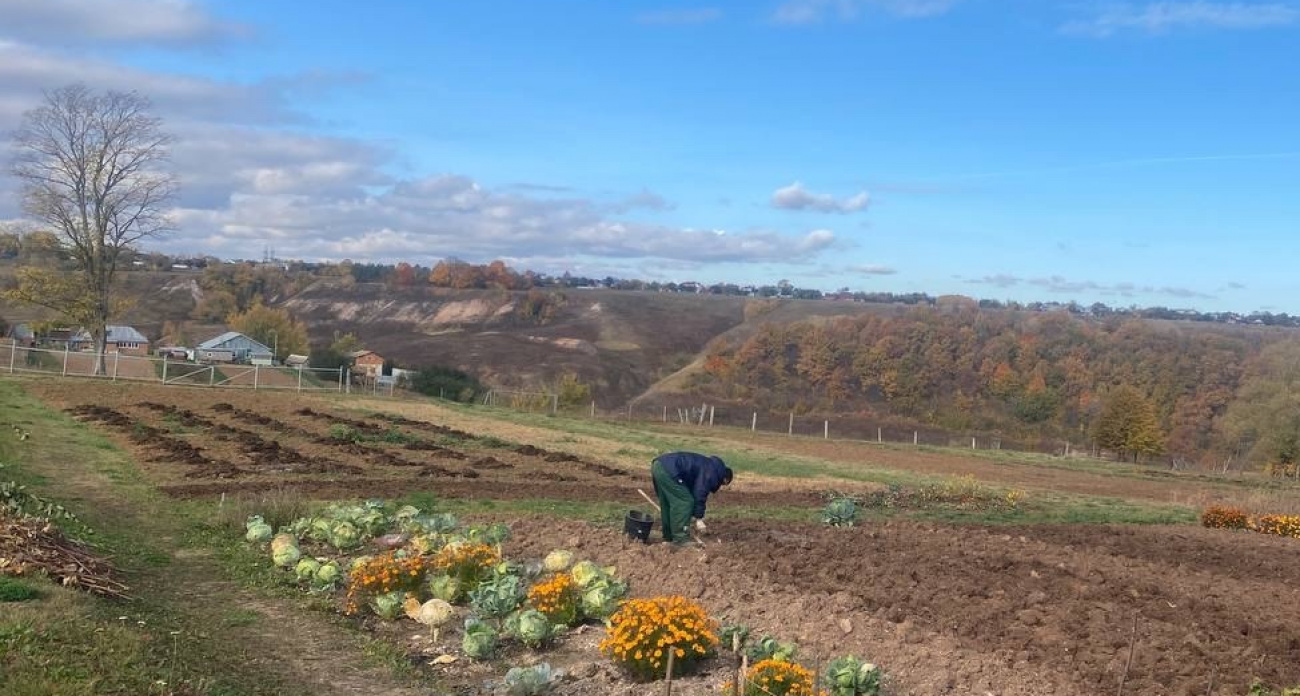 Зарыла лаврушку в огороде – всю зиму спокойна: делаю это в конце каждого сезона и проблем не знаю