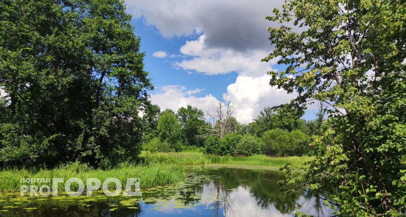 В Марий Эл растет число пострадавших от лесной заразы