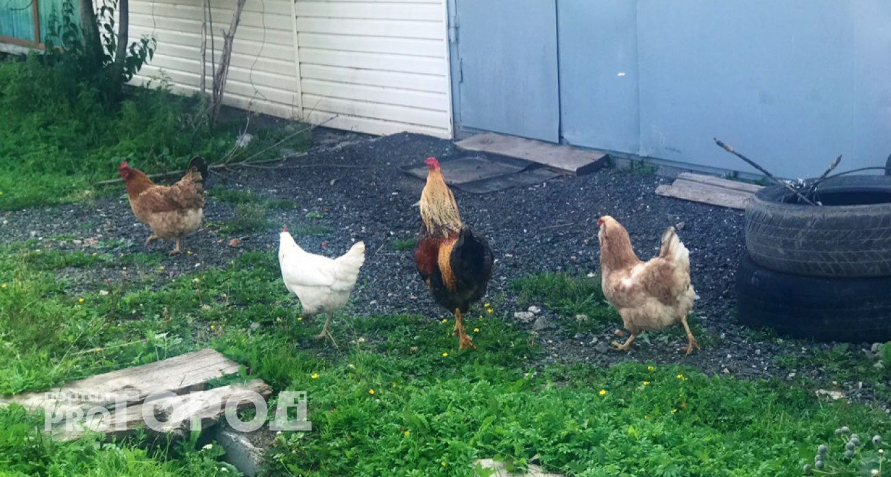 Куры будут нестись даже зимой — все яйца большие и крепкие: сделайте эти три вещи