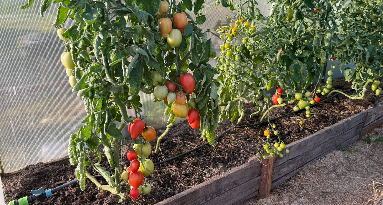 Плодоносят даже в заморозки: агроном назвал ценный как золото сорт томатов