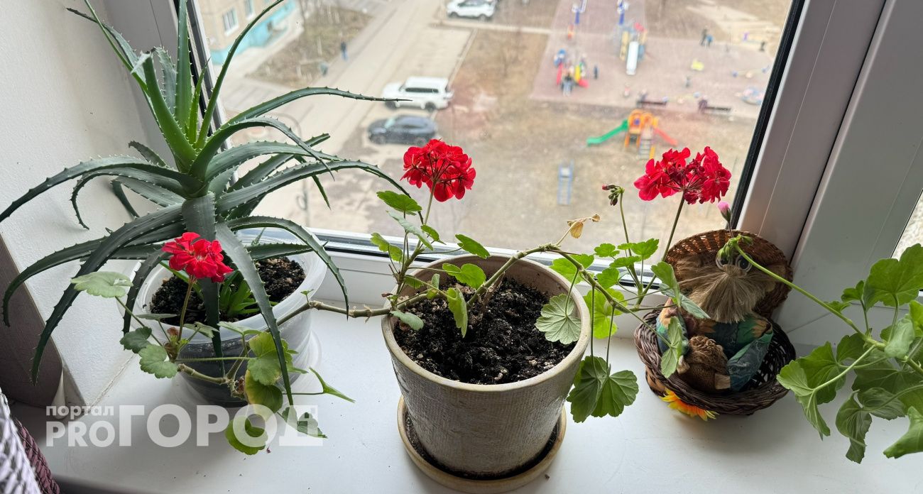 Целительный лист герани в кармане: вот зачем он там нужен. Эффект изумляет