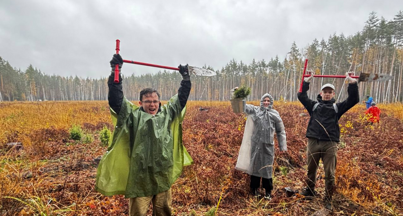 Марийские леса стали больше на 5 тысяч сосен