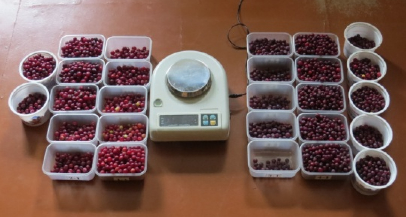 Рекордный урожай клюквы собрали в Марий Эл