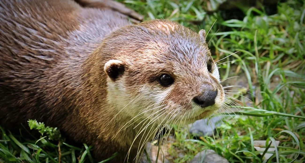 В Марий Эл сокращается численность ондатры, бобра и норки
