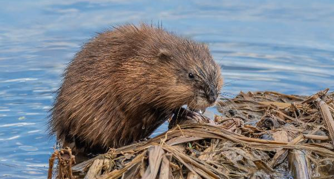Отстреливать ондатру разрешили жителям Марий Эл