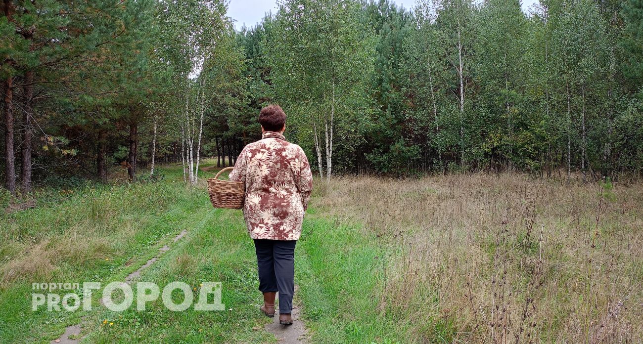 Йошкаролинка тайно вывезла в Европу марийский лес: аферу вскрыла ФСБ