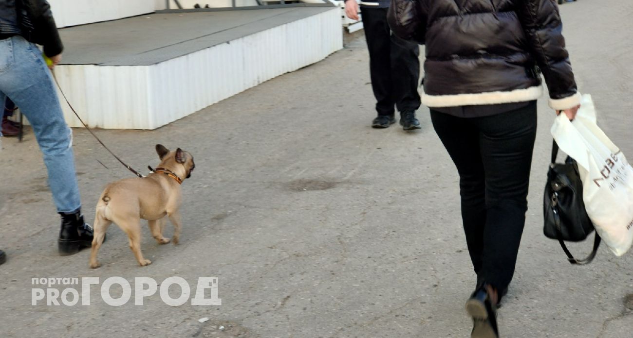 В Марий Эл собираются принять закон о штрафе за домашних животных