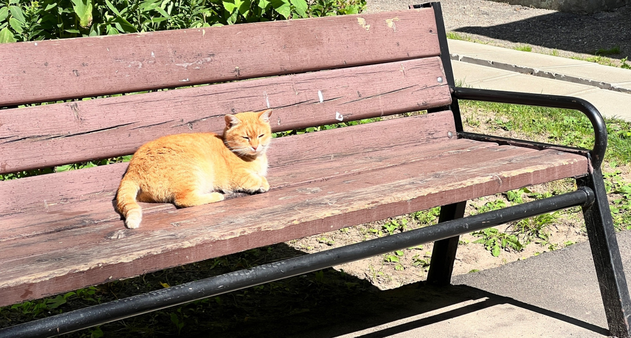 Они бегают по подвалам: эти кошки, похожие на дворовых, стоят десятки тысяч