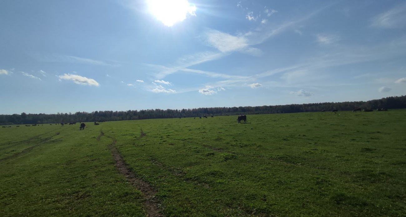 В Марий Эл собрано 370 тысяч тонн зерна