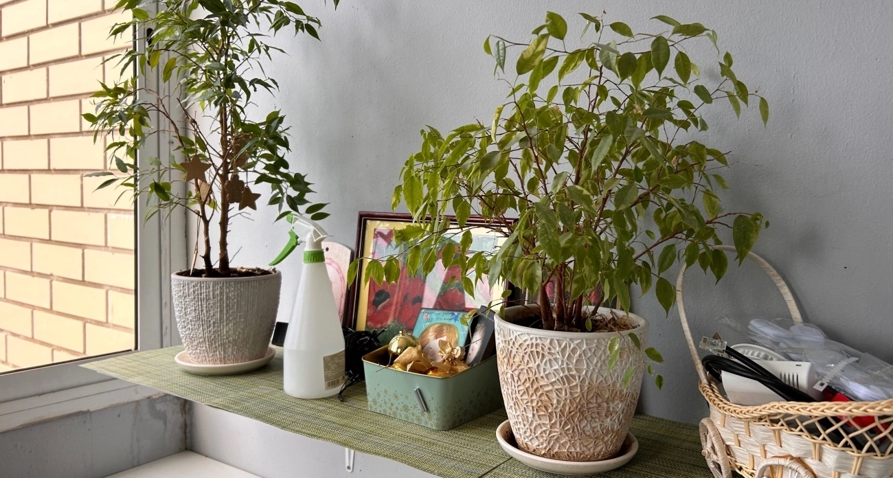 Этот распространенный домашний цветок отравляет жизнь и приносит в дом несчастья