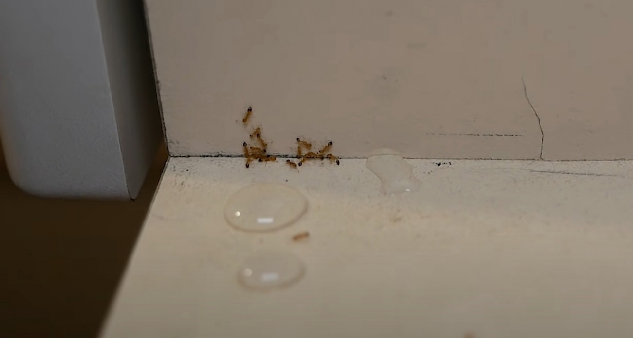 Убьет сразу всю колонию: рецепт простейшего средства против домашних муравьев за 40 рублей