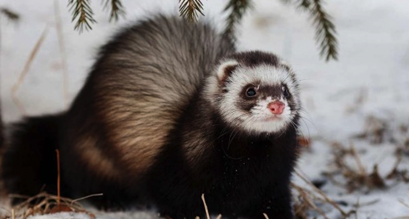 В Марий Эл стартует сезон охоты на куницу, белку и горностаев