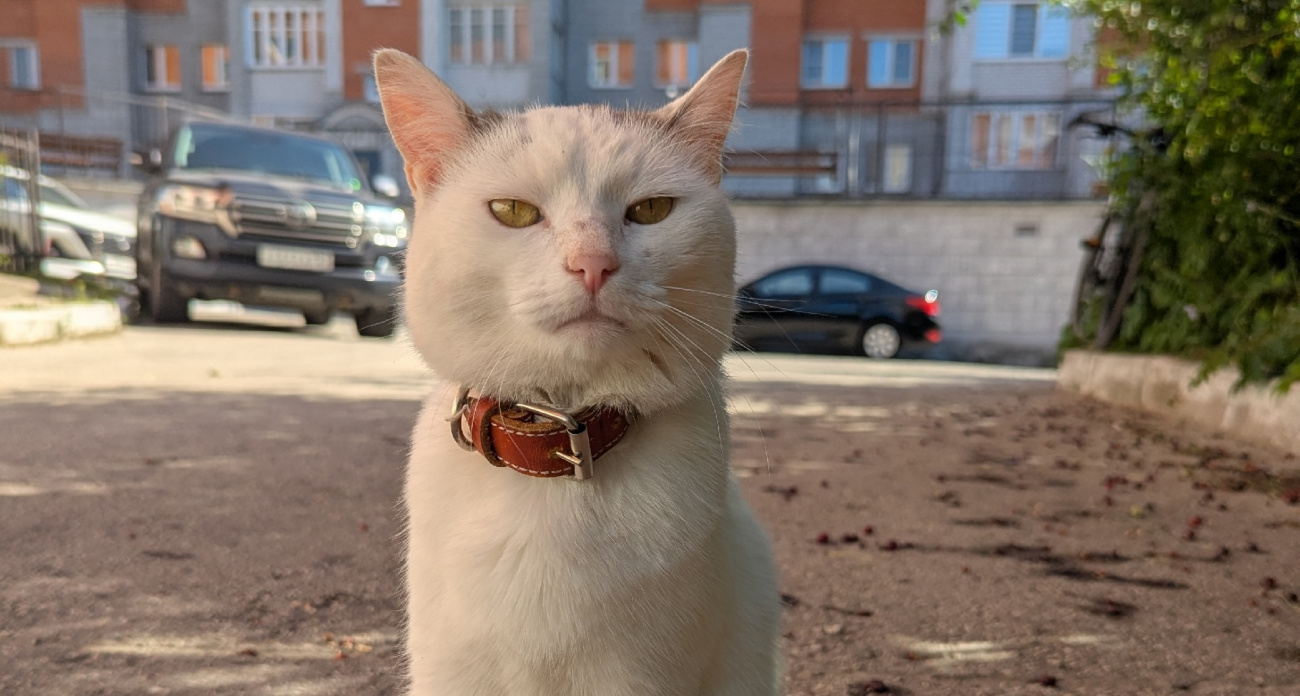 1 в 1 как дворовые: эти домашние кошки стоят десятки тысяч, а мы не знаем