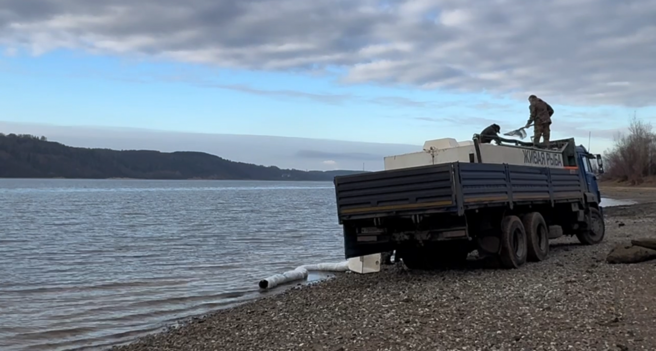 В марийской Волге стало на 100 тысяч толстолобиков и сазанов больше
