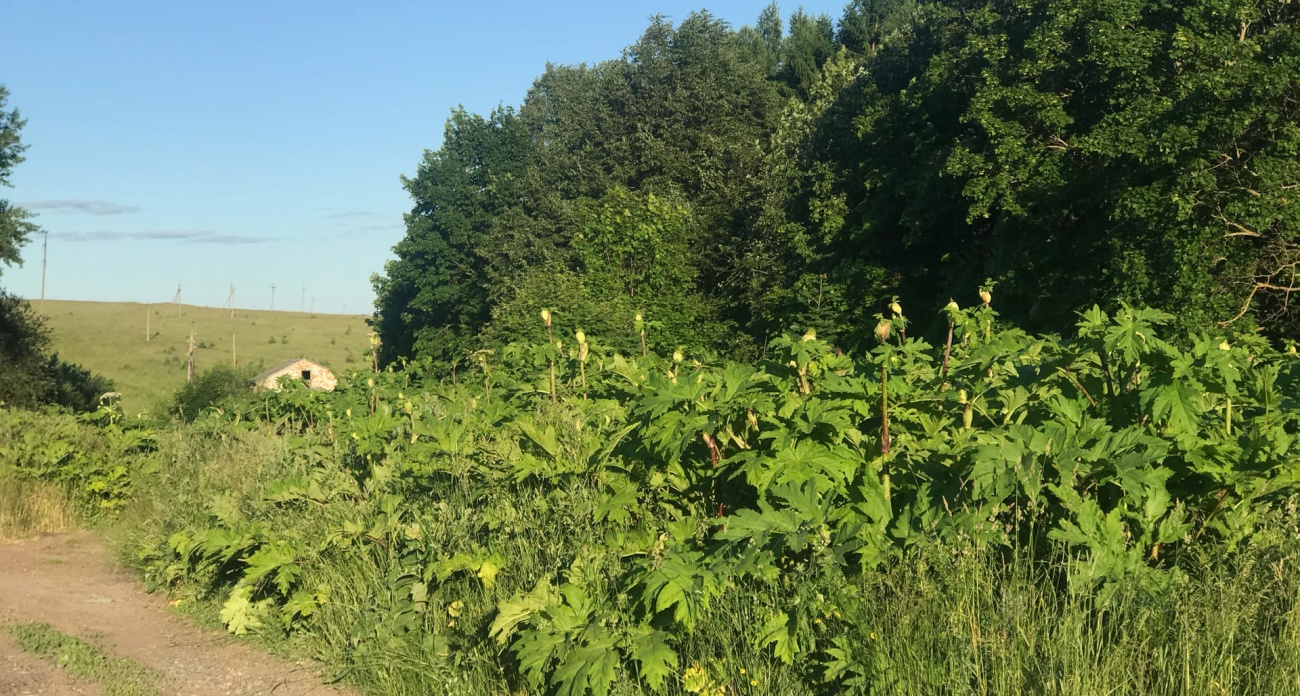 Жителям Марий Эл грозят огромные штрафы за опасный сорняк на участках