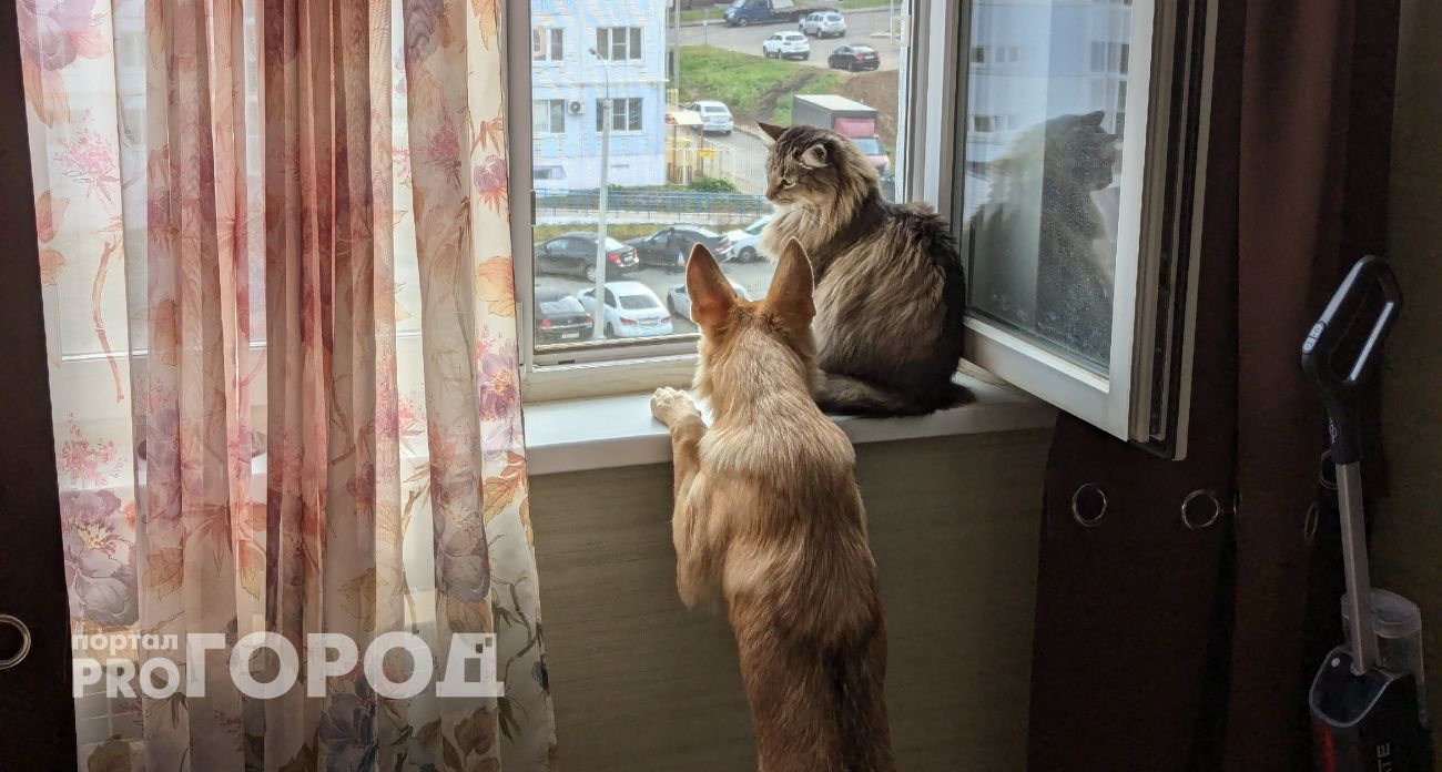 Не один раз и не три: как часто на самом деле надо гулять с собакой