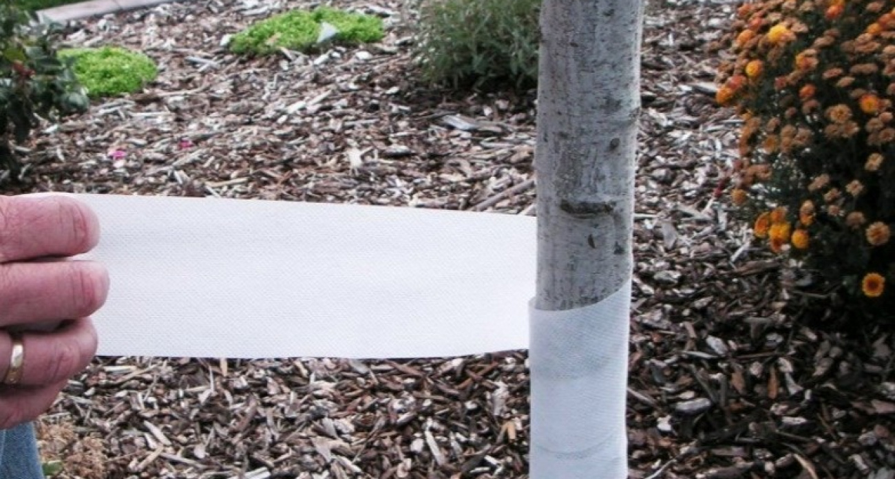 В ноябре обматываю стволы на участке - мыши и морозы больше не страшны: три рабочих способа