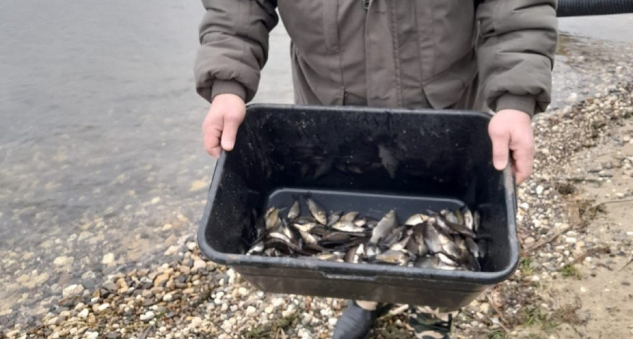 250 кг маленьких рыбок выпустили плавать в Волге у Козьмодемьянска
