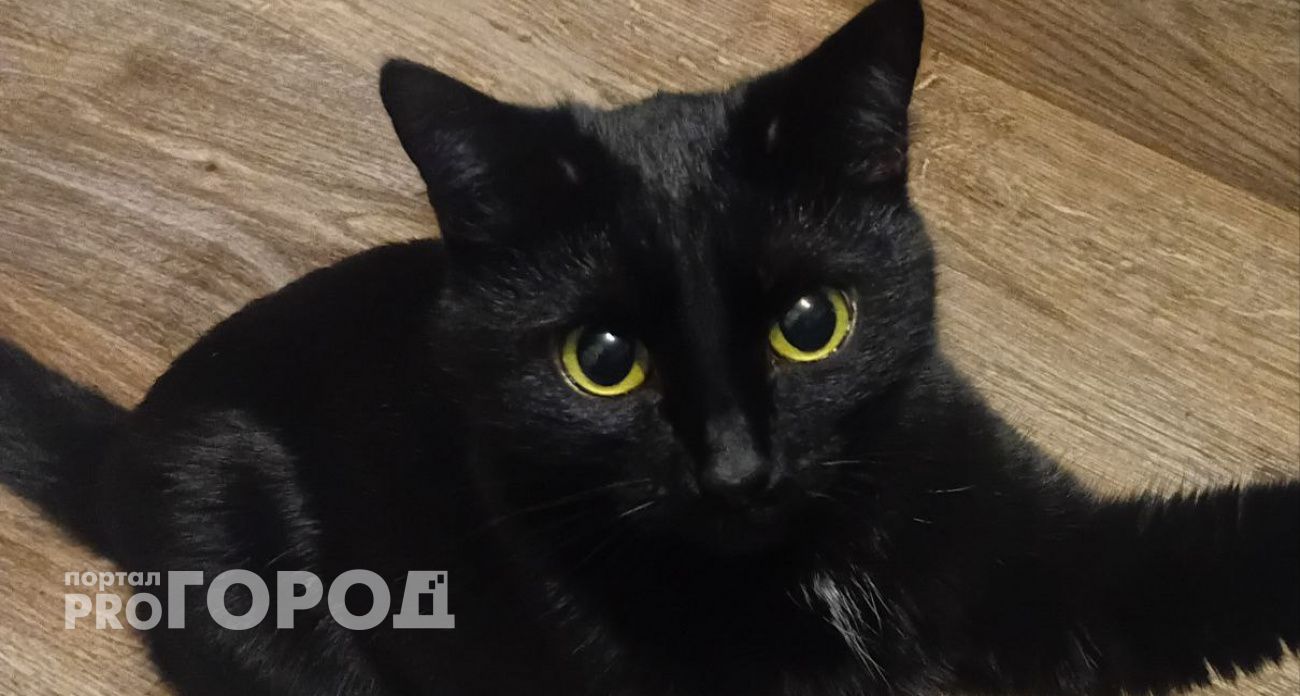 Благодарны ли уличные коты за то, что их забрали домой -  запомните на всю жизнь