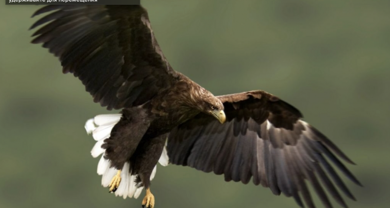 Редкую краснокнижную птицу нашли в Юринском районе