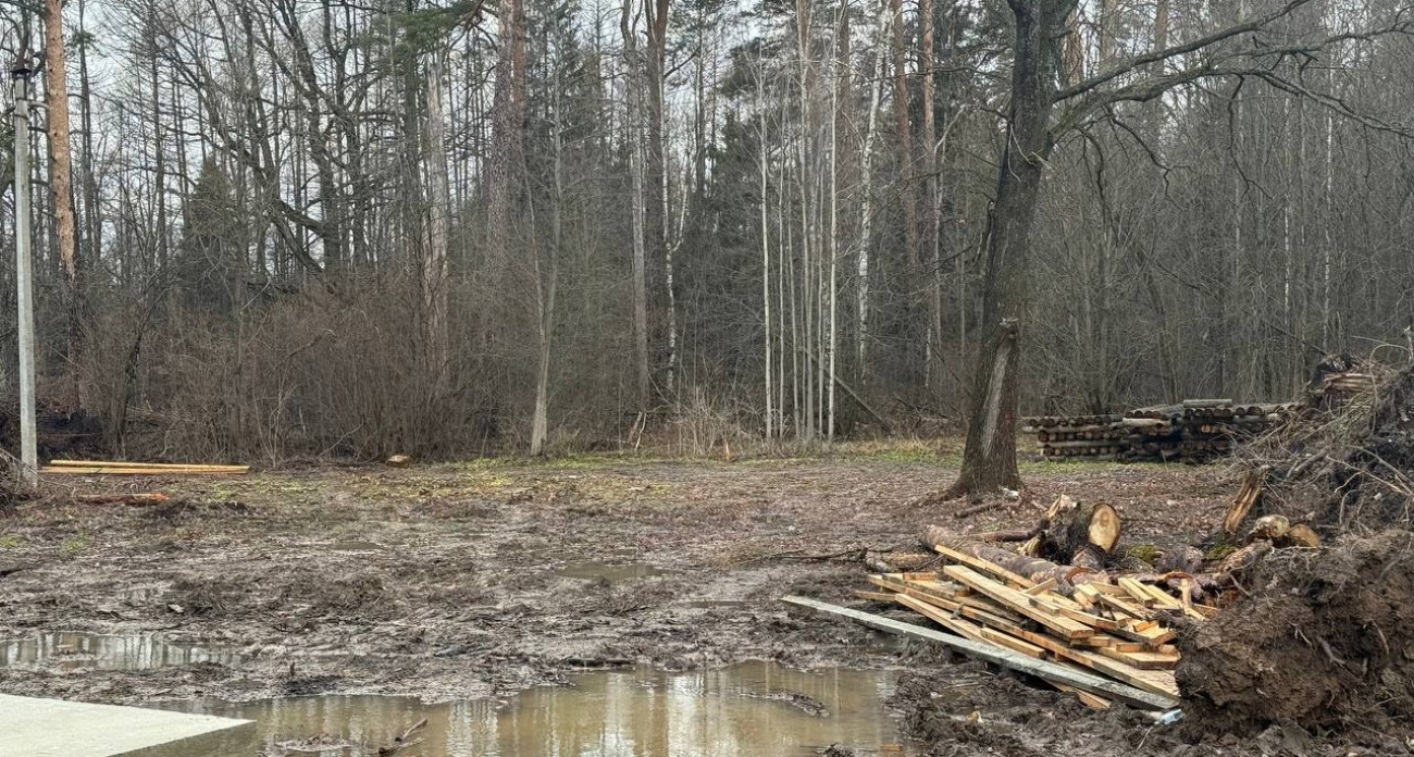 Суд запретил рубить деревья и вести стройку в Сосновой роще