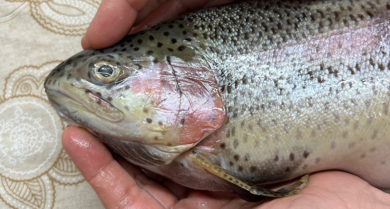 Форель из "Светофора" для засолки икры: принес домой и нашел это - честный отзыв покупателя