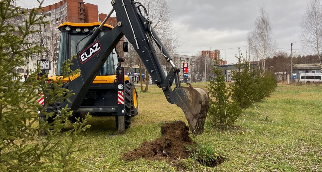 Горные сосны и ели высадили в Марий парке